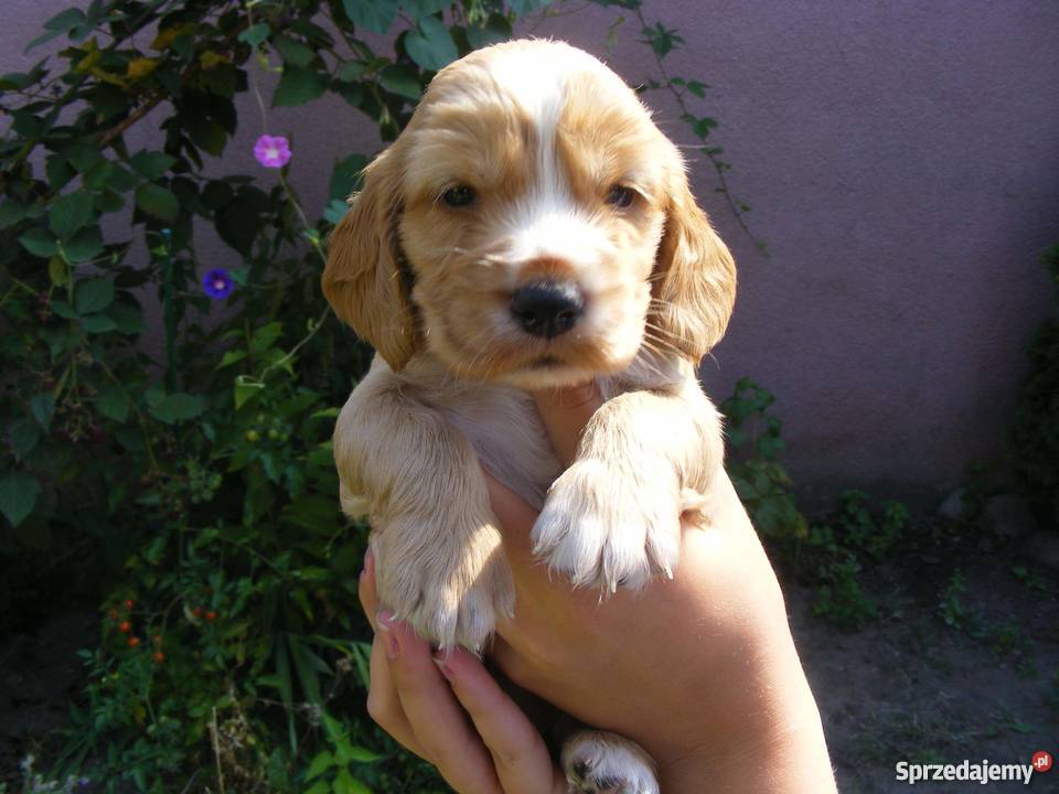Szczeniaki Cocker Spaniel lubelskie Radzyń Podlaski