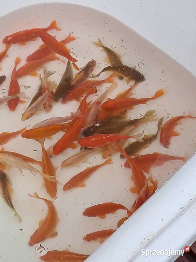 Ryby ozdobne karaś karp koi