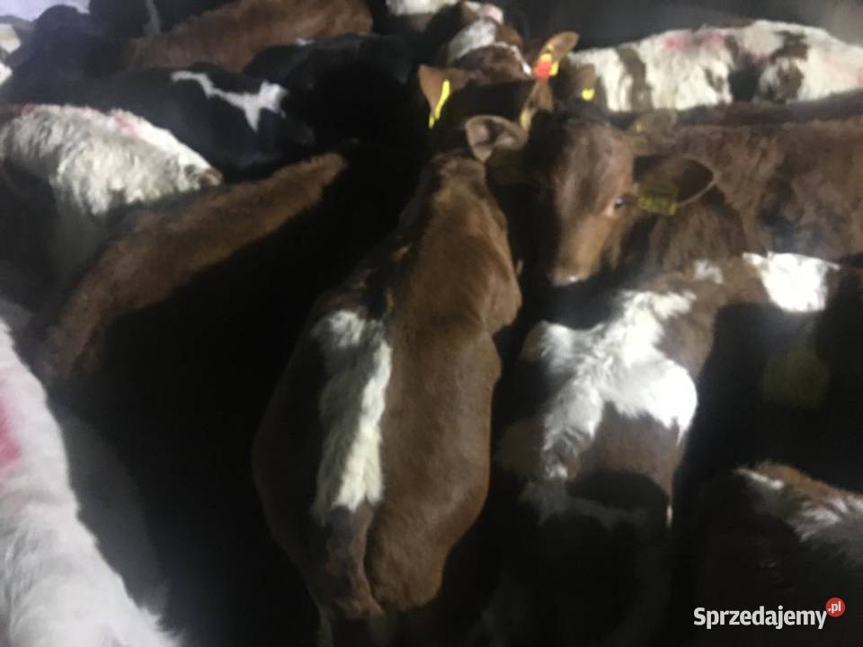Sprzedam byczki mięsne Chojnice