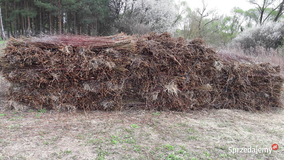 Wiklinę wykoszoną 045ha Sarzyna