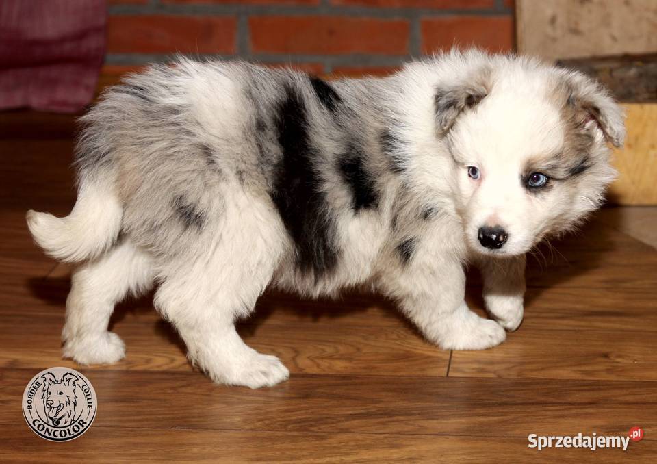 Border Collie coli szczeniak Blue Merle tricolor mazowieckie Jastrzębia