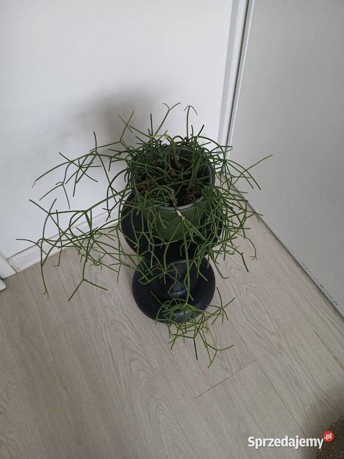 Rhipsalis baccifera patyczak duży wiszący Częstochowa