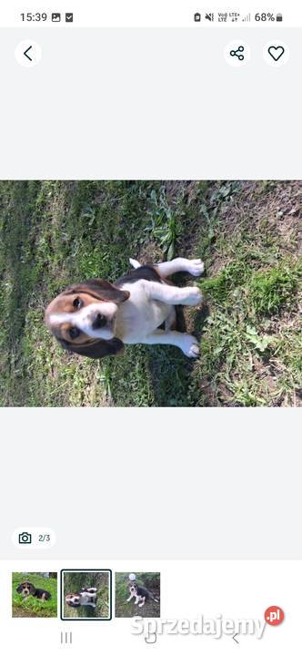 Szczeniaki Beagle tricolor Nowy Sącz sprzedam