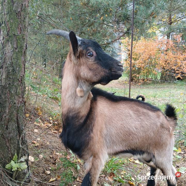 Kzka i koziołek alpejskie Radoszki