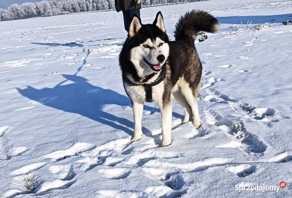 Zapowiedź miotu szczeniaczków Siberian husky z