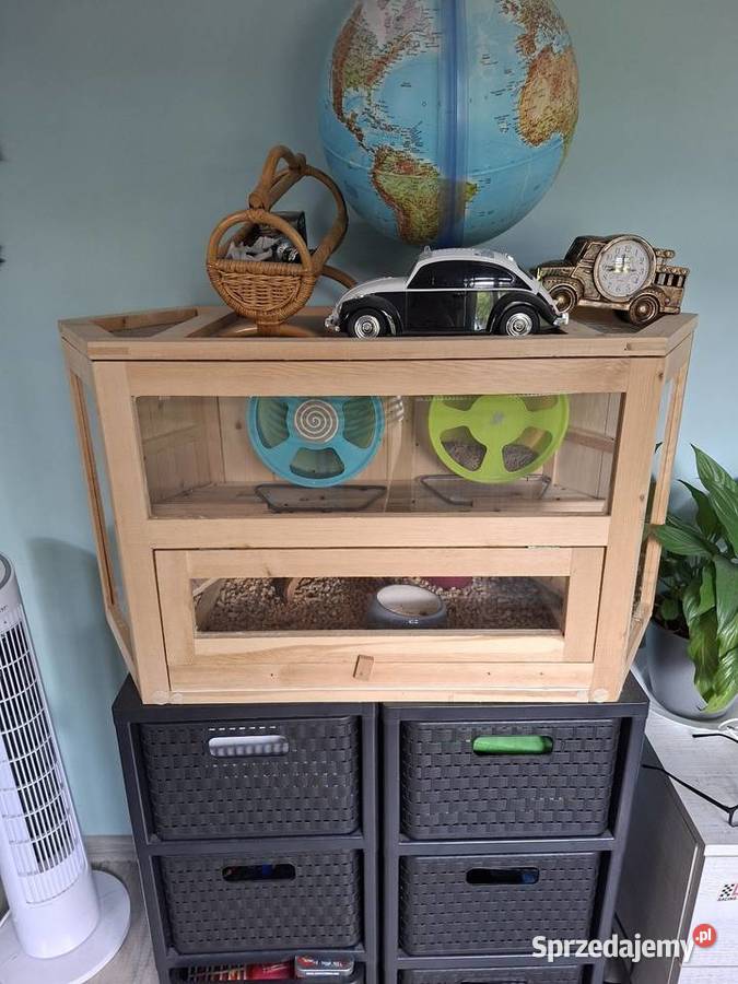 Sprzedam tenerki mniejsze z rodowodem OKAZJA Sosnowiec