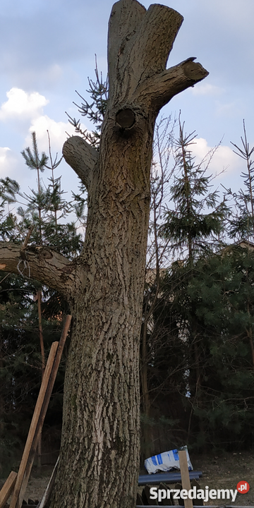 Konar orzecha włoskiego Wielmoża sprzedam