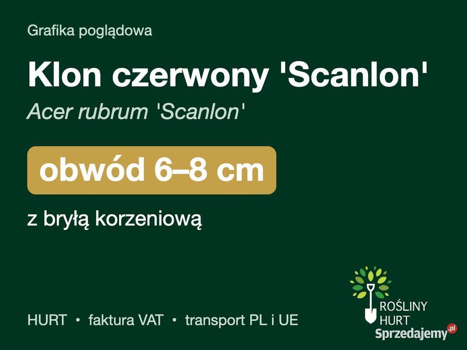 Klon czerwony Scanlon Acer rubrum obwód 68 z