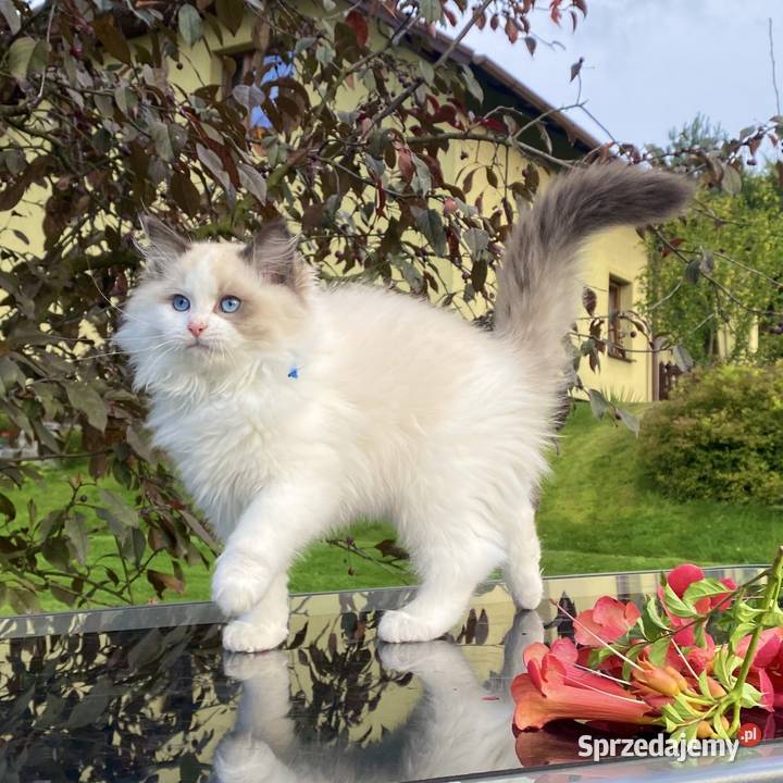 Kocurek Ragdoll gotowy do przeprowadzki Tychy