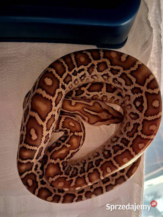 Młode Pytony birmańskie Python bivittatus śląskie Katowice