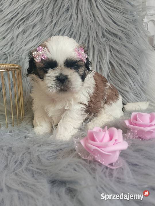 Tricolor suczka rasy ShihTzu opolskie Namysłów