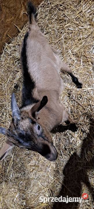 Sprzedam kozy Kłonówek sprzedam