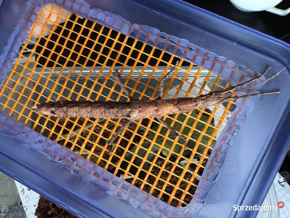 Straszyki na sprzedaż różne gatunki proszę pytać Jastrzębie-Zdrój