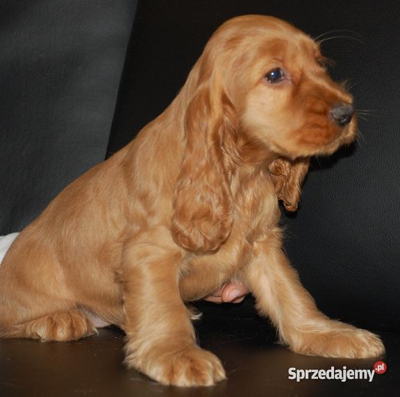 COCKER SPANIEL szczenięta Hodowla zarejestrowana Akcesoria dla zwierząt Wąbrzeźno