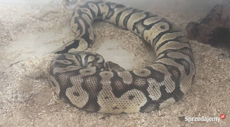 Sprzedam Pytona Królewskiego Python regius z Tczew