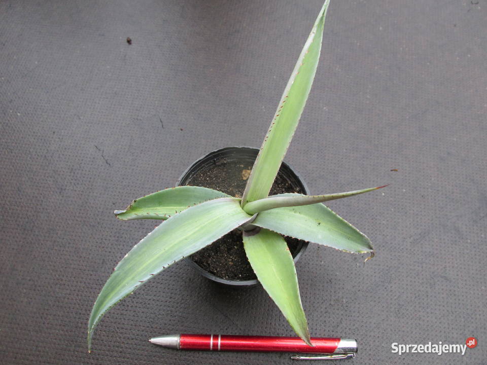 Unikatowa agawa agave guiengenola mediopicta Kraków