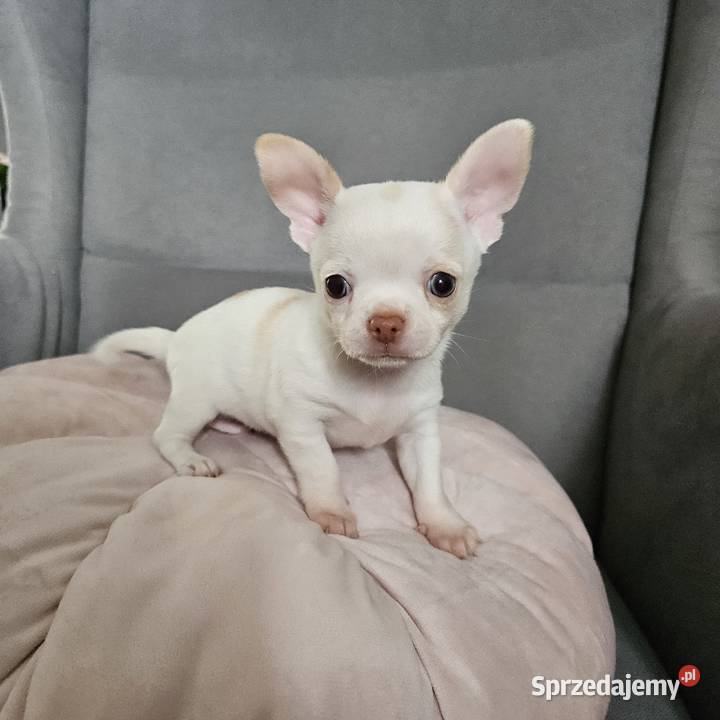 Chihuahua piękny piesek rodzicach FCi Psy Rajsko