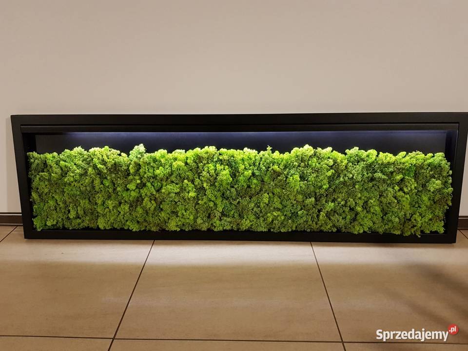 Ekoobraz stalowa rama mech chrobotek led Czernica