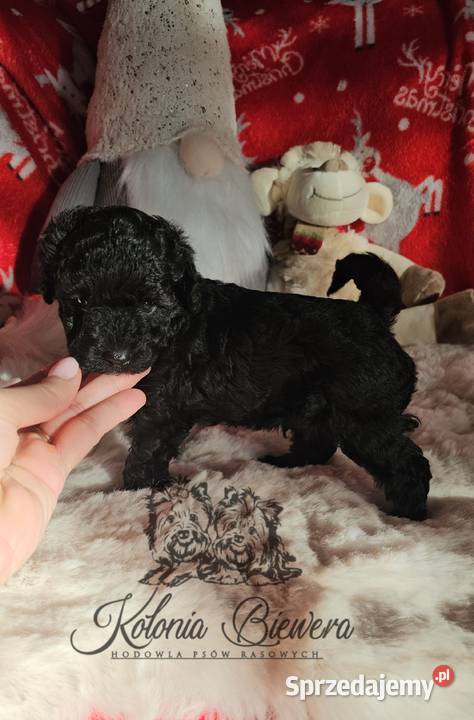 Piesek Pudel Miniaturowy rodzice pakiet badań Sędziejowice