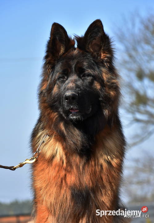 Owczarek niemiecki długowłosy ZKwP FCI