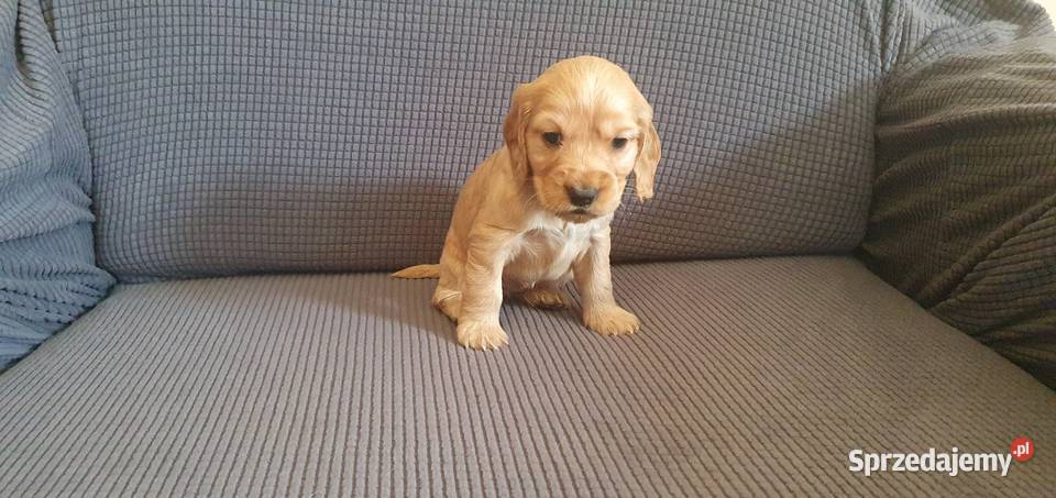 Cocker Spaniel Angielski suczka Radom