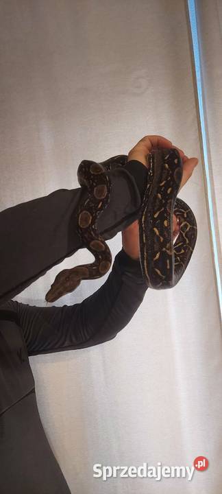 Boa Imperator Tychy