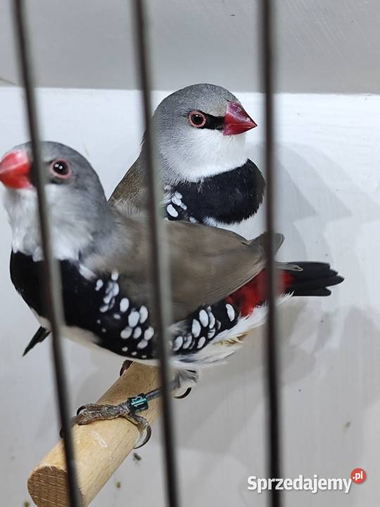 Amadyna Diamentowa para 2025 Myślenice sprzedam