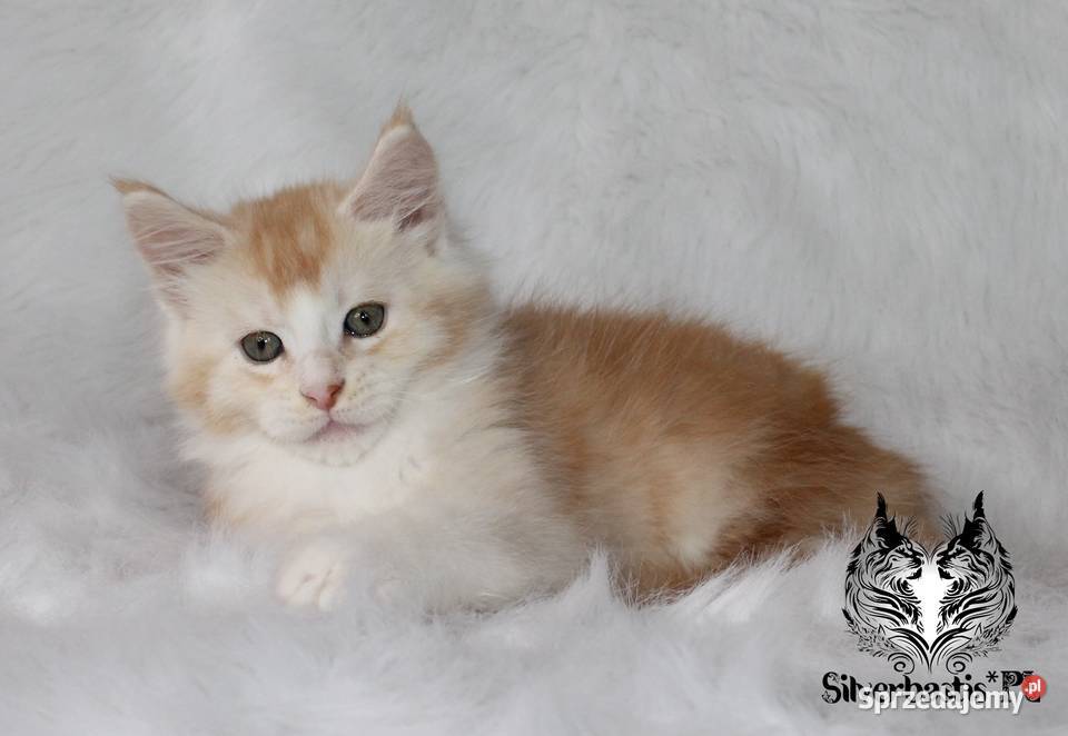 Kocurki Maine Coon behawiorysty Nowa Ruda