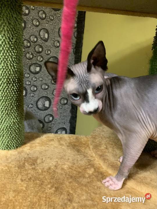 Sfinks Kanadyjski Do odbioru koteczką Rodowód Leszno