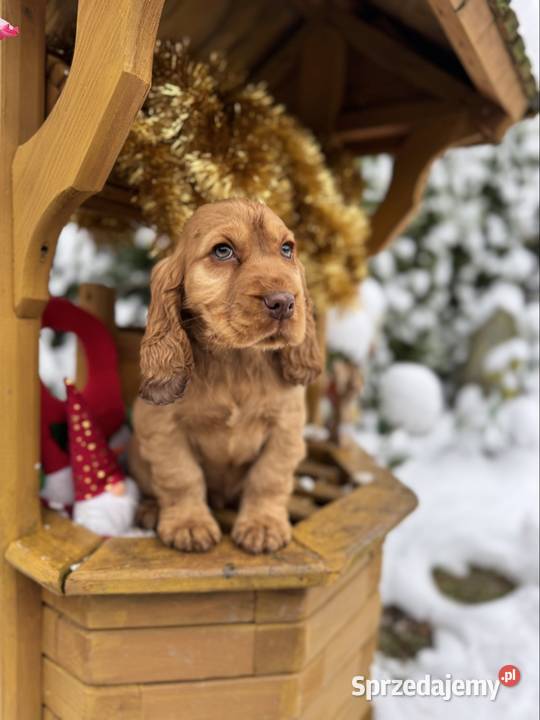 Piękny Cocker Spaniel Angielski piesek sunia z Cocker Spaniel podkarpackie Rzeszów