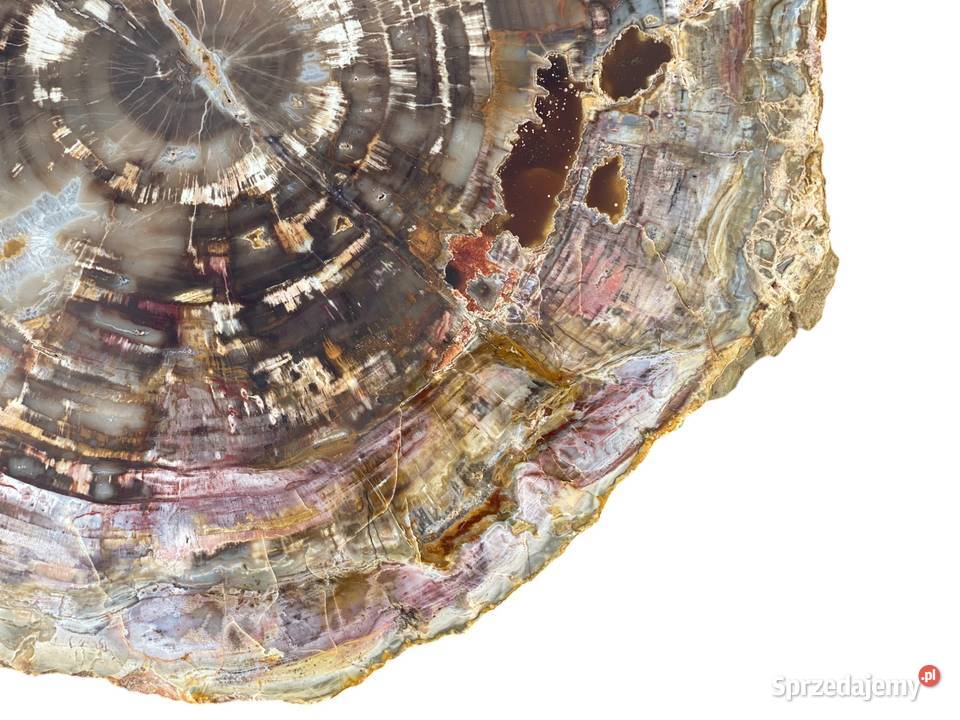 Wielkie skamieniałe drewno Madagaskar 46 x 39