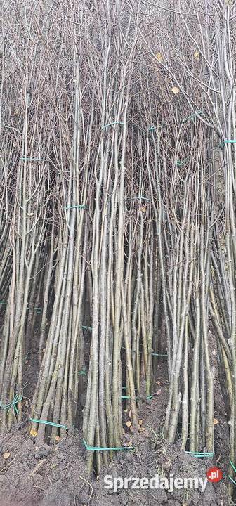 Lipa drobnolistna 68 tilia cordata Sadzonki lipy