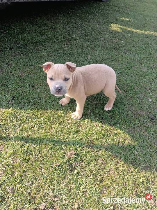 Amstaff staffordshire terrier Łęczna