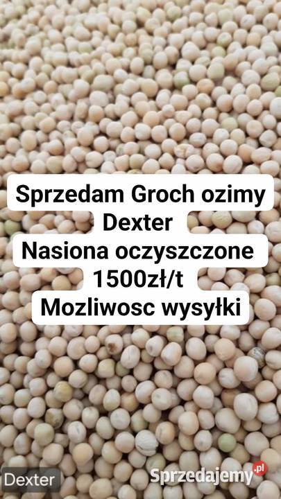 Groch ozimy Dexter Pozostałe Ryszewo sprzedam