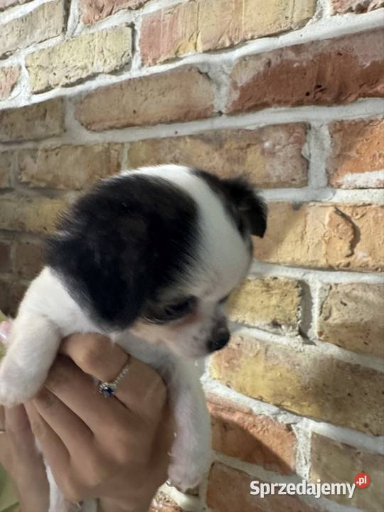 Sunia długowłosa Chihuahua malutka przekochana