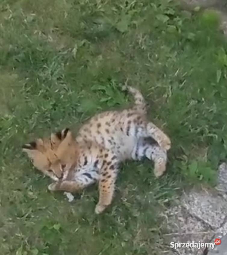 Serval savanna śląskie