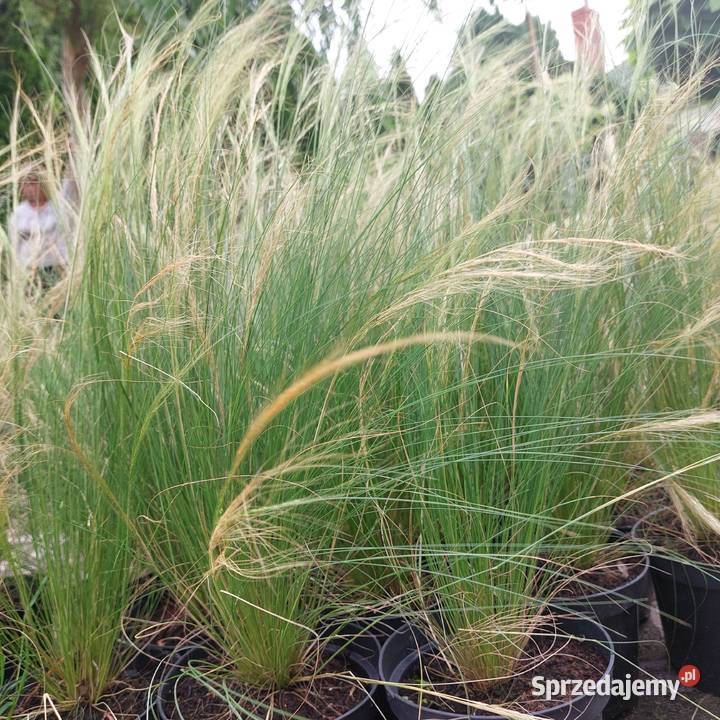 Trawy ozdobne sadzonki wysyłka mazowieckie Stromiec