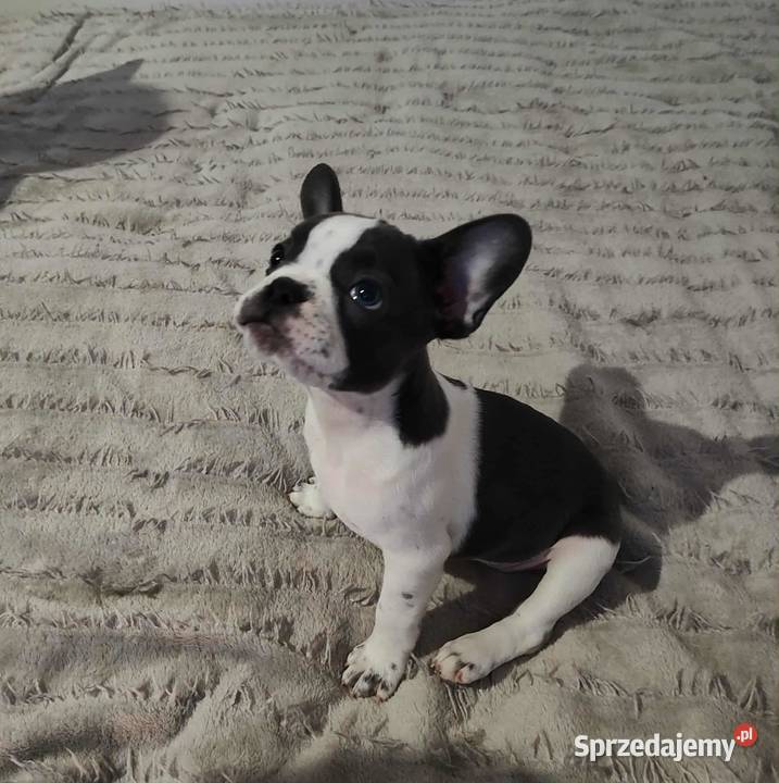 Buldog Francuski Płock