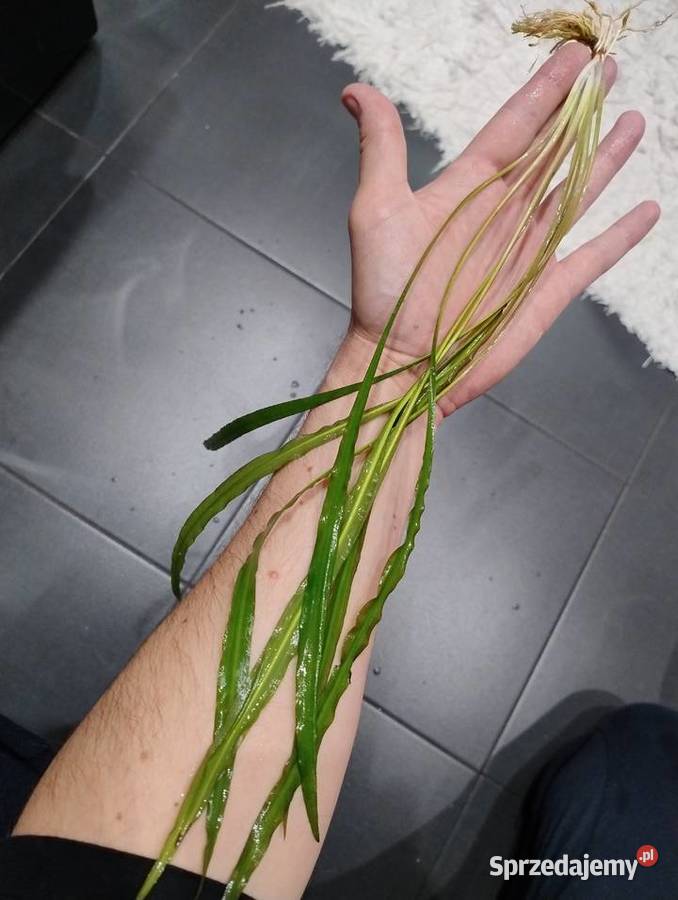 Rośliny do akwarium Bucefalandra Reinecki Kielce sprzedam