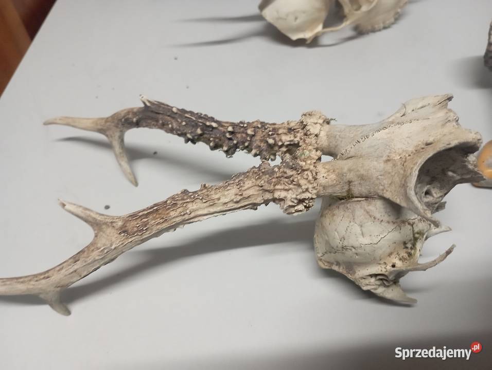 czaszka z porożem Częstochowa sprzedam