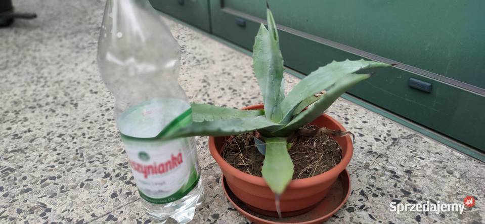 Agawa piękna ukorzeniona sadzonka 5 letnia Pozostałe mazowieckie Józefów