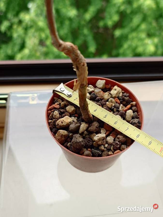 Bursera fagaroides kaudeks sukulent z kolekcji Warszawa sprzedam
