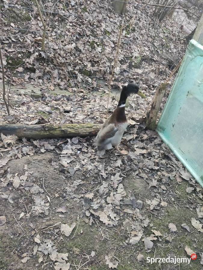 Para kaczek biegus indyjski z czubkiem Dobczyce