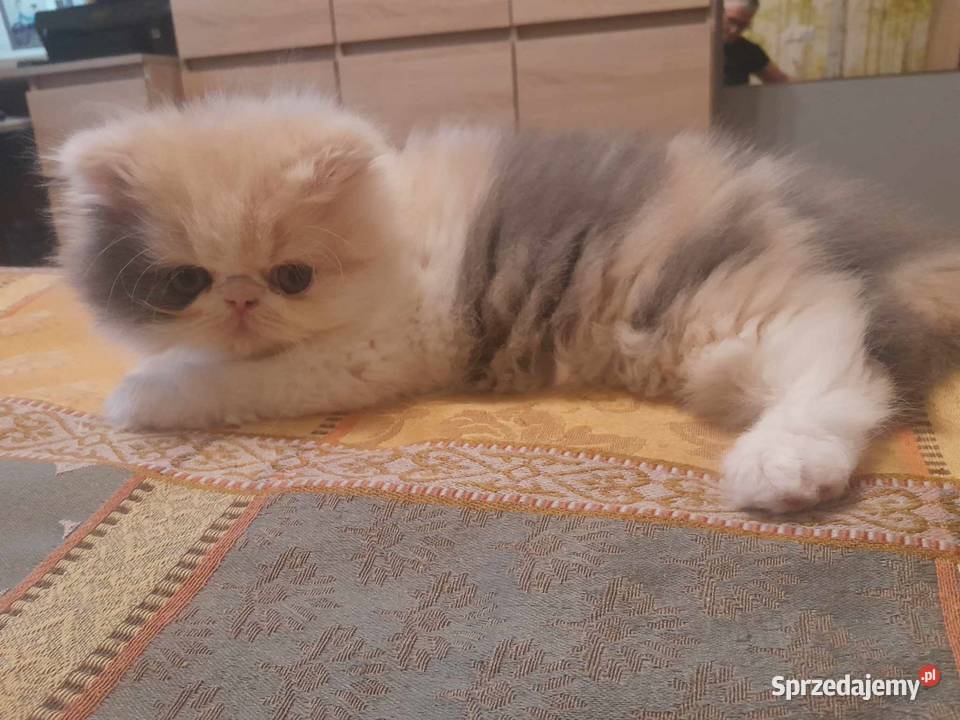 Kotka perska tricolor małopolskie Szyk