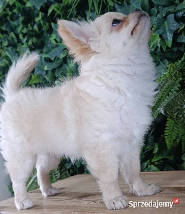 Chihuahua długowłosa FCI Poznań