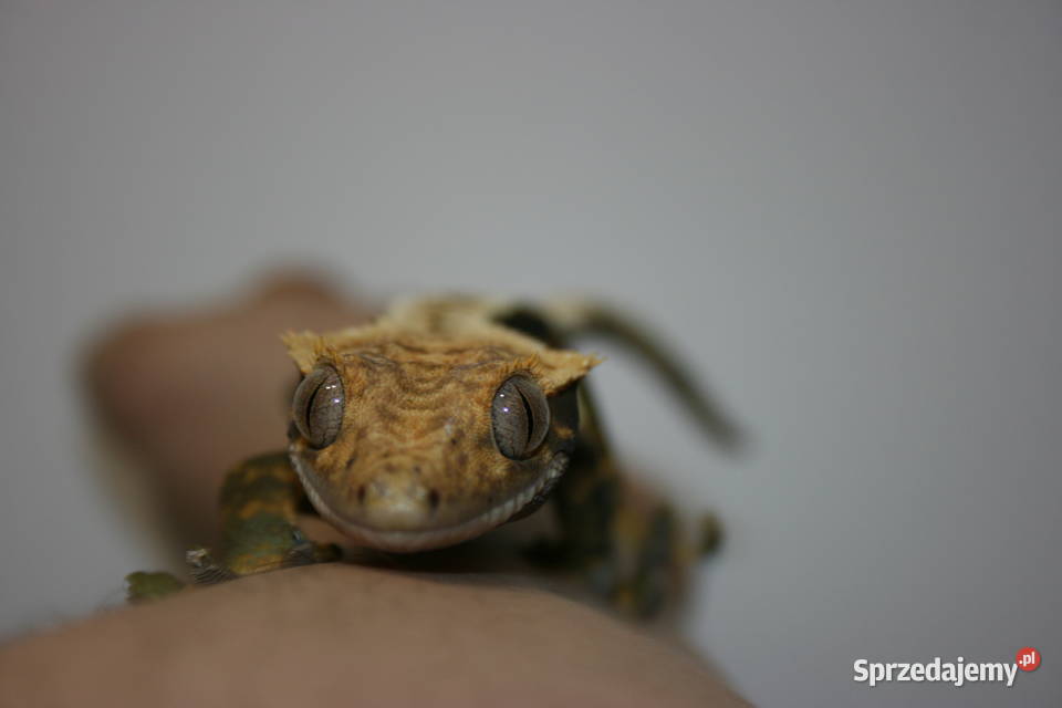 Gekon orzęsiony samica Gady i płazy Sosnowiec