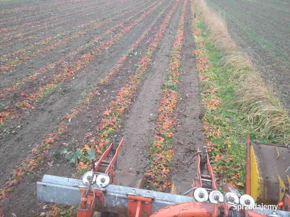 Glebogryzarka do truskawek BREVIGLIERI MBE Wierszczyca