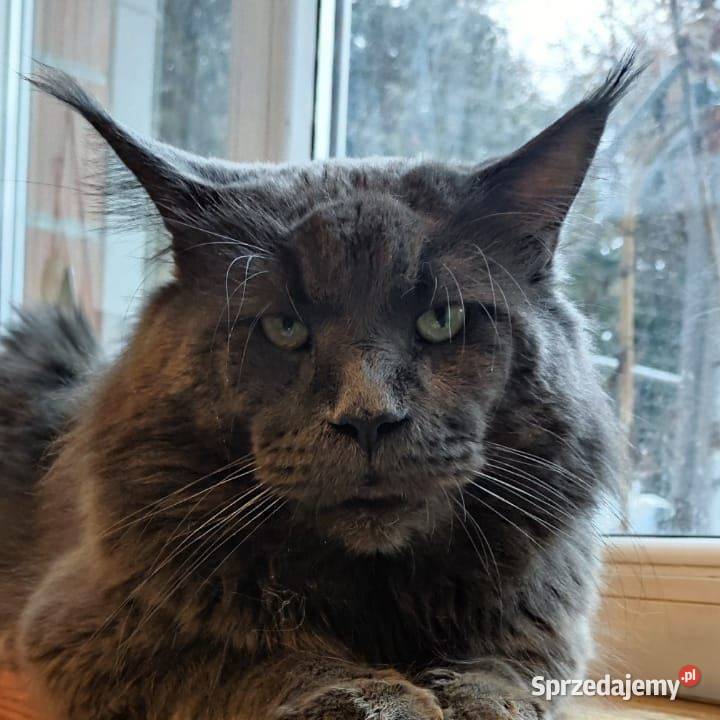 Przepiękna Szylkretka Maine Coon Och Valentyna Zwierzęta Poznań