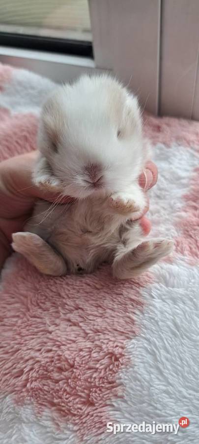 Króliczki mini lop wielkopolskie Miejska Górka sprzedam