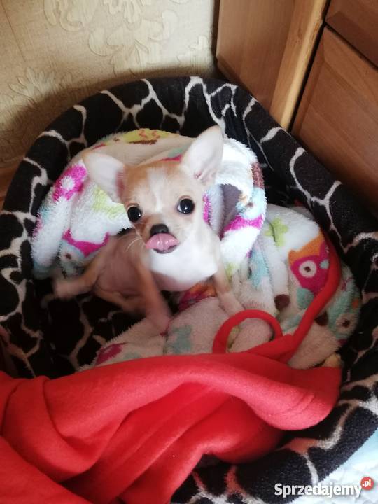 Mini suczka Chihuahua Gdańsk